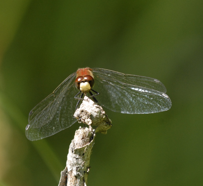 sympetrum5038