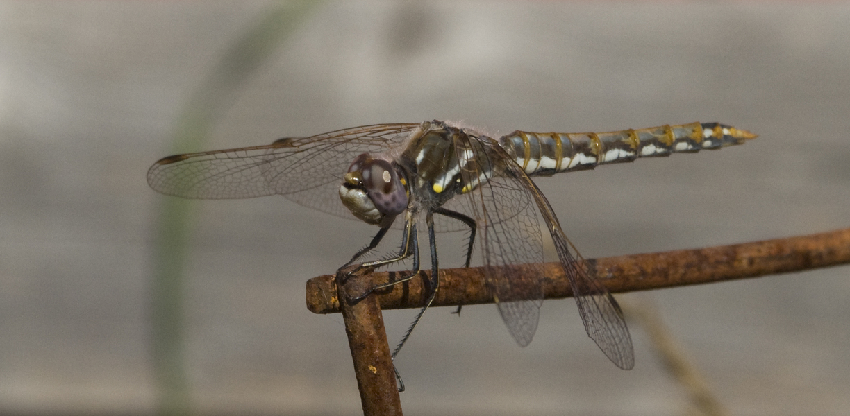 sympetrum9428
