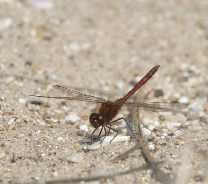 sympetrum_costiferum0025