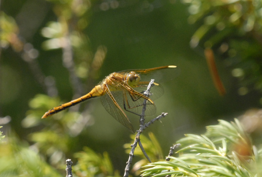 sympetrum_costiferum4677