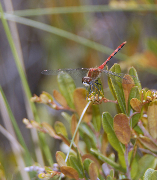 sympetrum_obtrusum0028