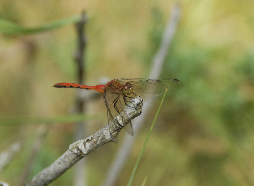 sympetrum_rubic0413