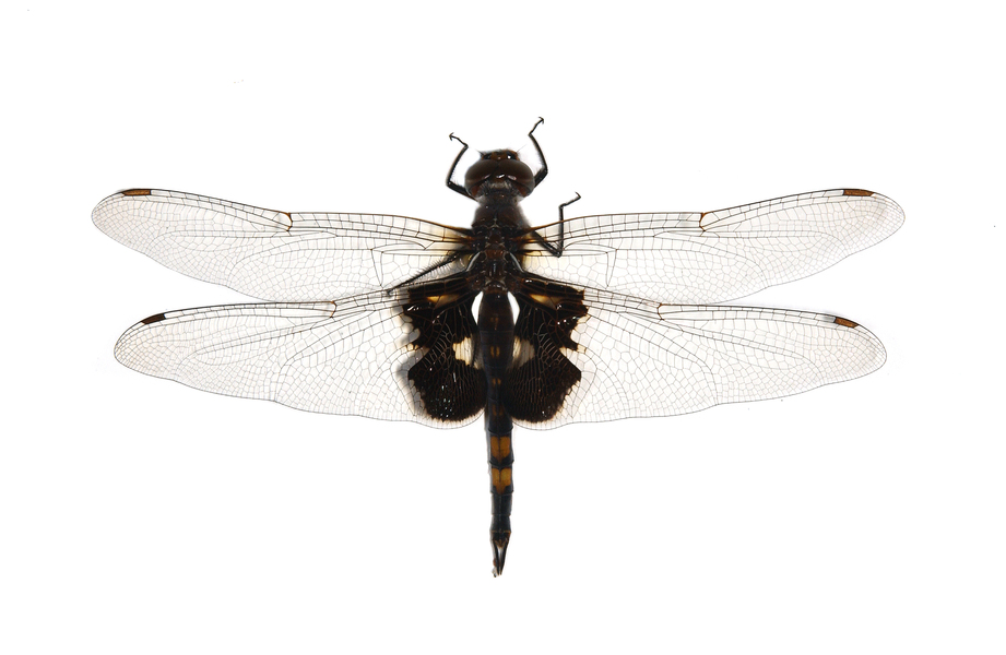 tramea_lacerata2648