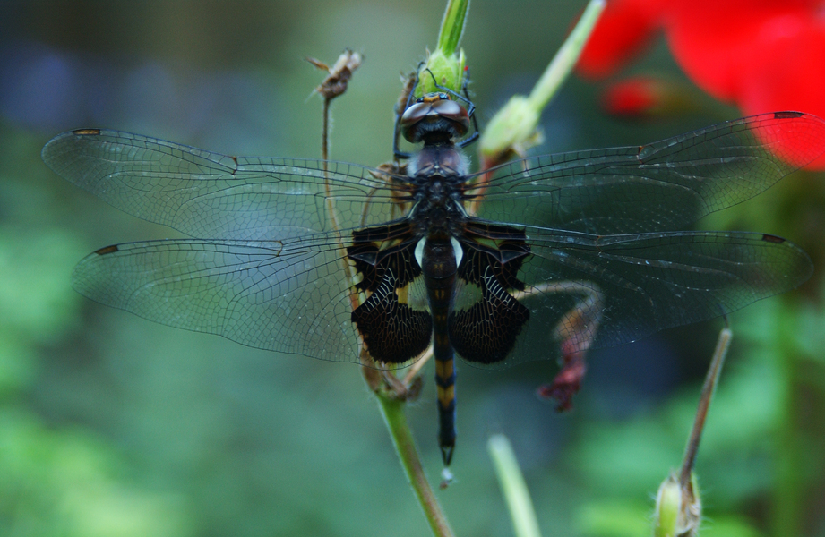 tramea_lacerata2658