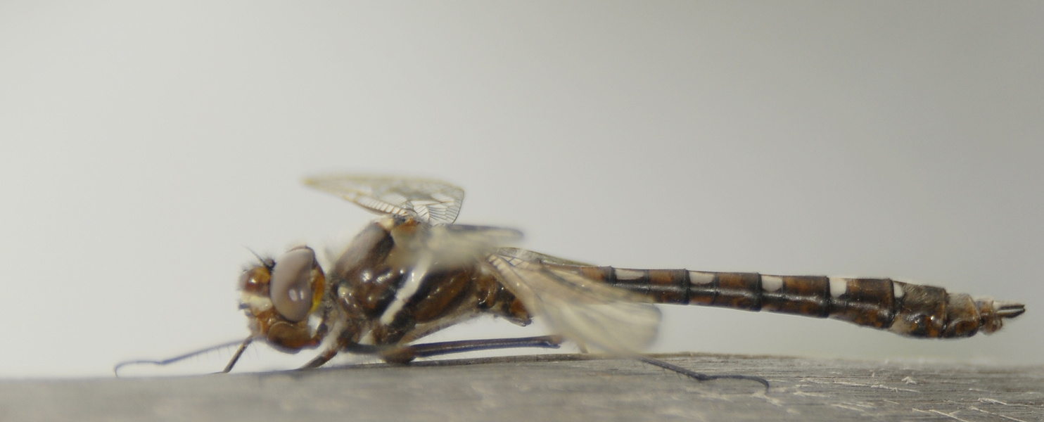 Didymops_lateral0011a