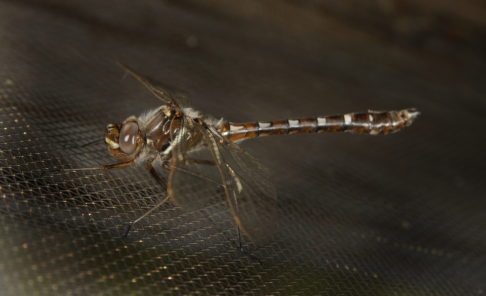 didymops_lateral0027