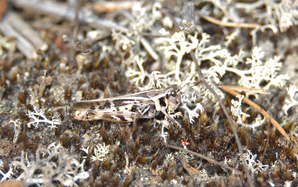 Camnula_pellucida0006