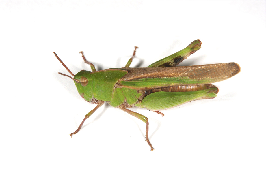Chortophaga_0106