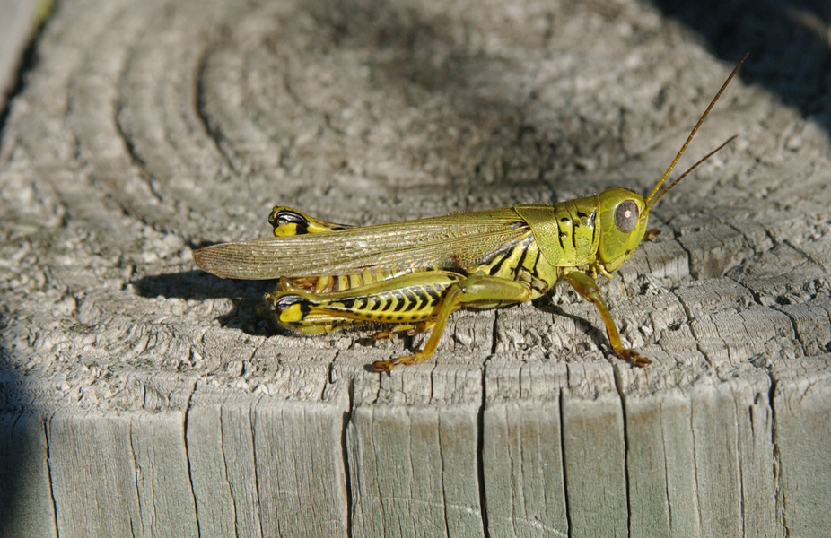 Melanoplus_6206