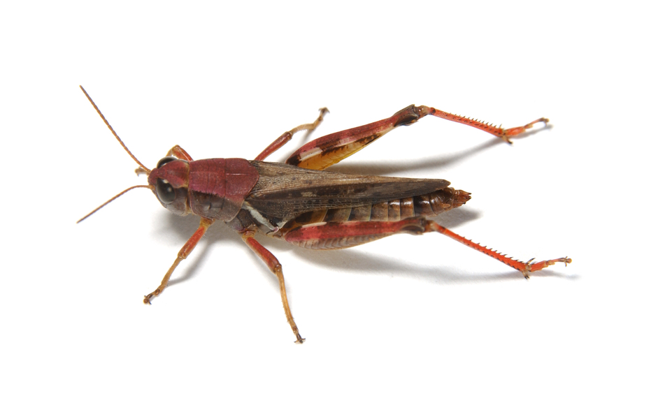 Melanoplus_sanguinipes6095