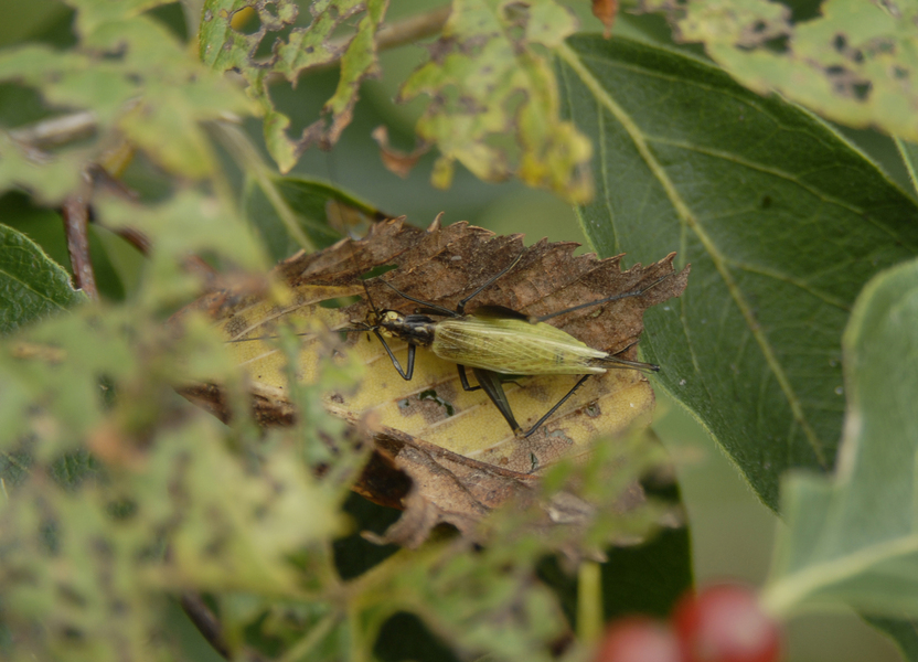 Oecanthus_nigricornis5486