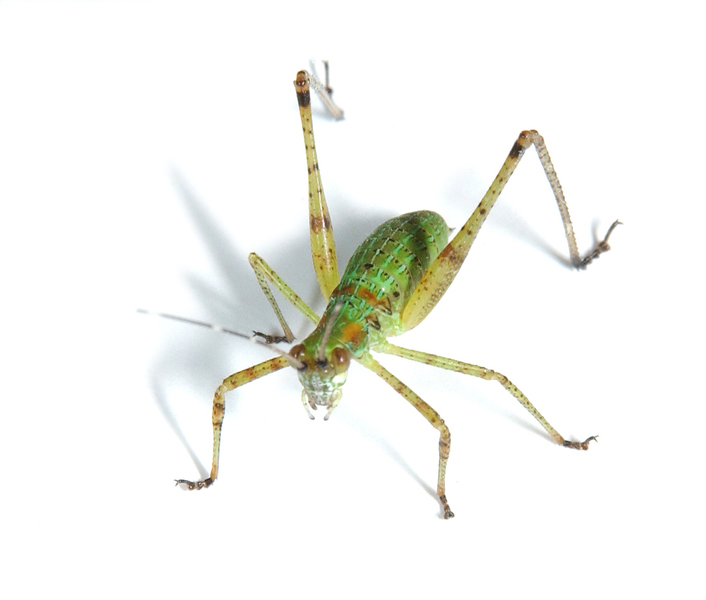 Scudderia5528