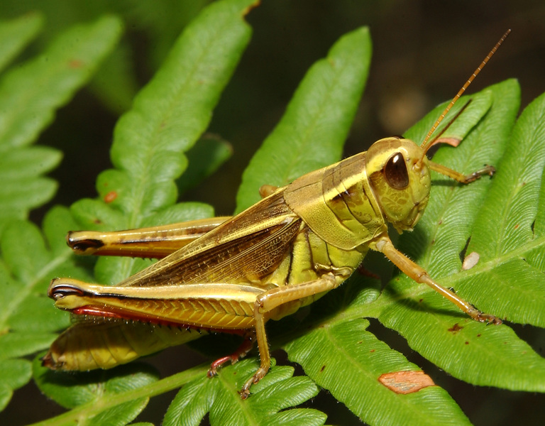 grasshopper2