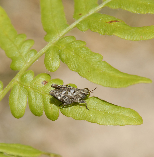 grasshopper4180