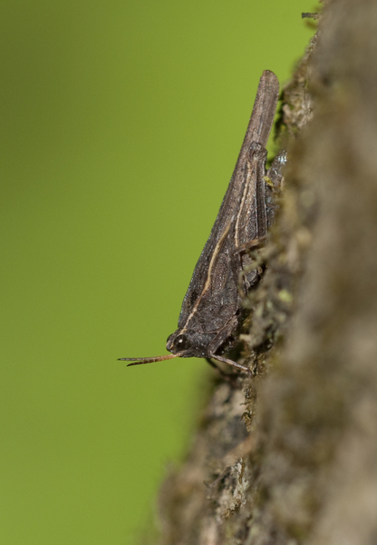 grasshopper7215