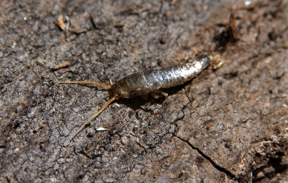 silverfish