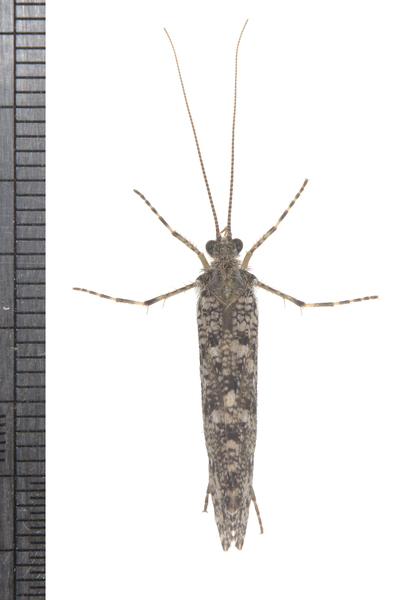 Phryganeidae5715