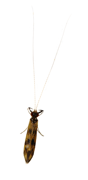 caddis0003