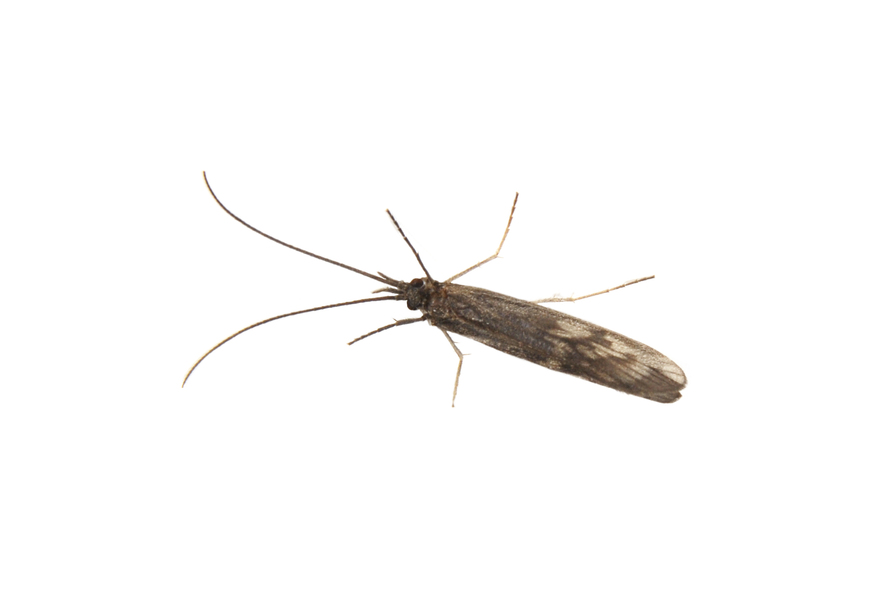 caddis0006