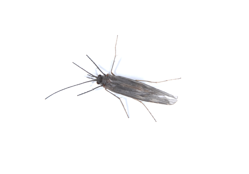 caddis4101
