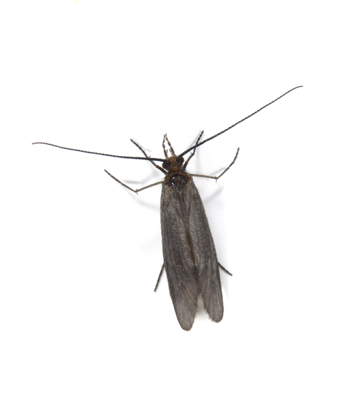 caddis4108