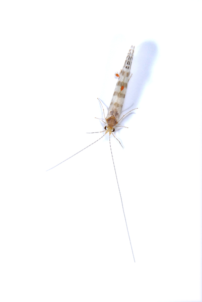 caddis4114