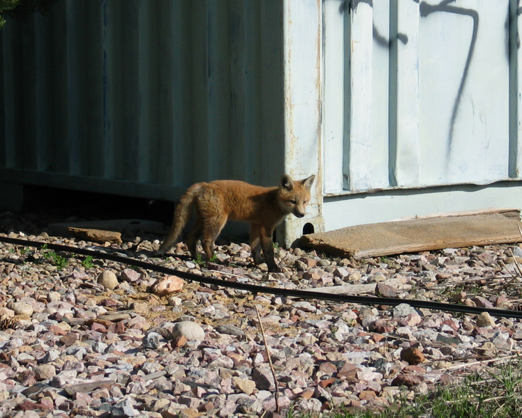 200_0035_FoxGraffiti