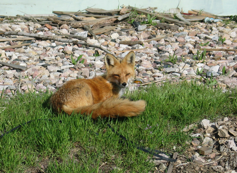 200_0046_Fox