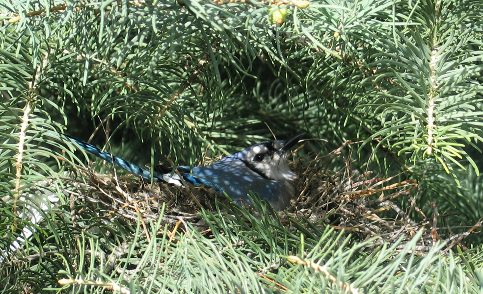 200_0058_BlueJay