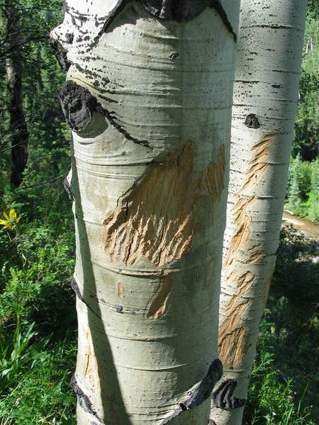 elk_aspen_tree_2