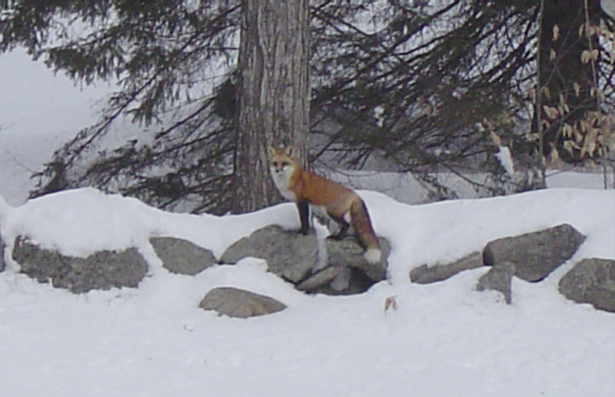 redfox1