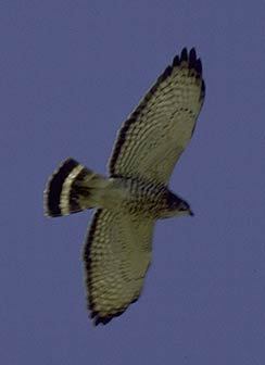 pcd3941_037