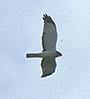 pcd3941_078