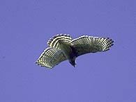 pcd3941_079
