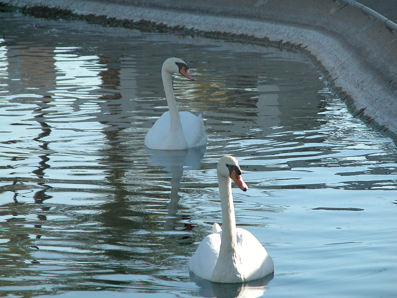 DSCN0136a