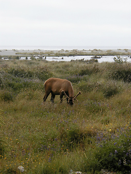 Elkflowers