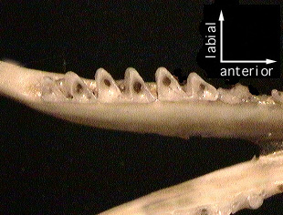c.cristata_lm