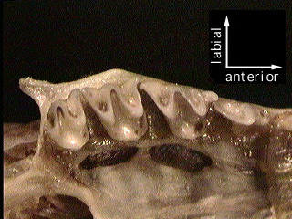 c.cristata_um