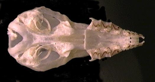 115721.ventral