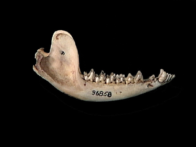 d._virginiana_lower1