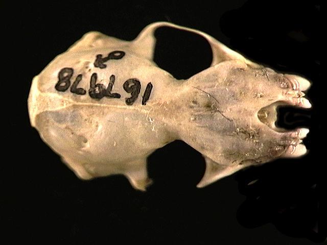 167978.dorsal
