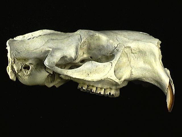 87345.lateral