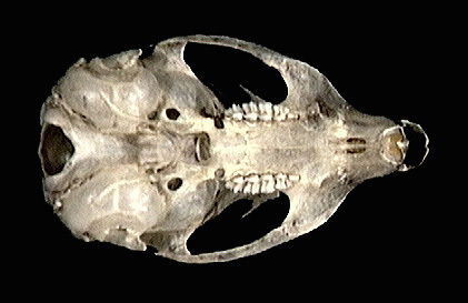 165013.ventral