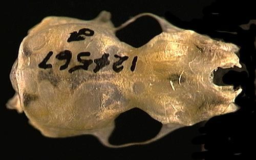 124567.dorsal