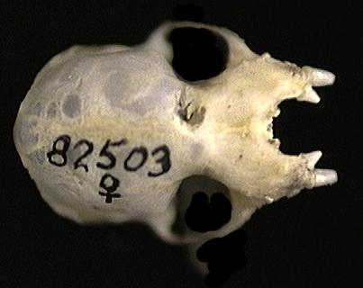 82503.dorsal