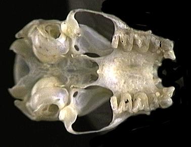 82503.ventral