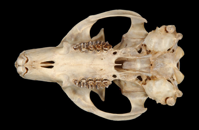 marmota_ventral