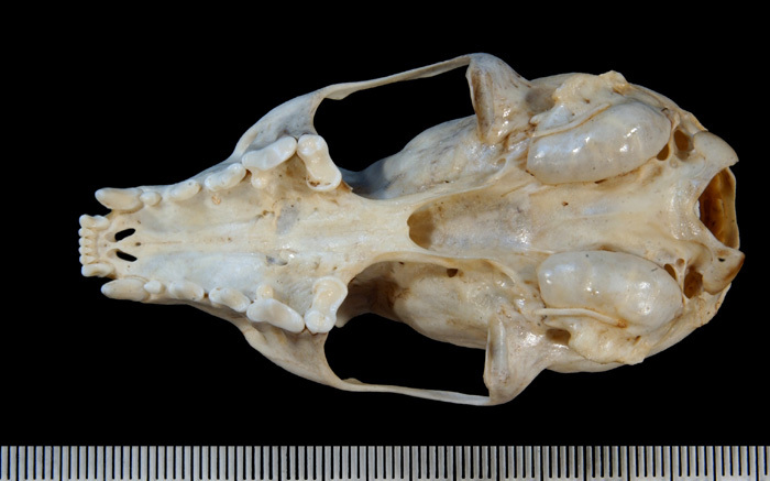 mafemale_ventral