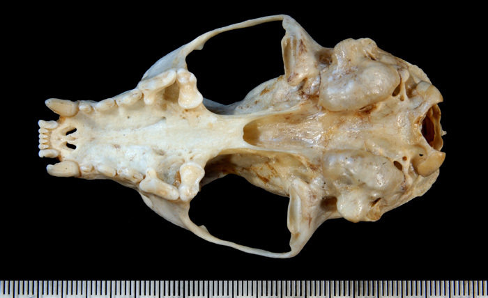 mamale_ventral