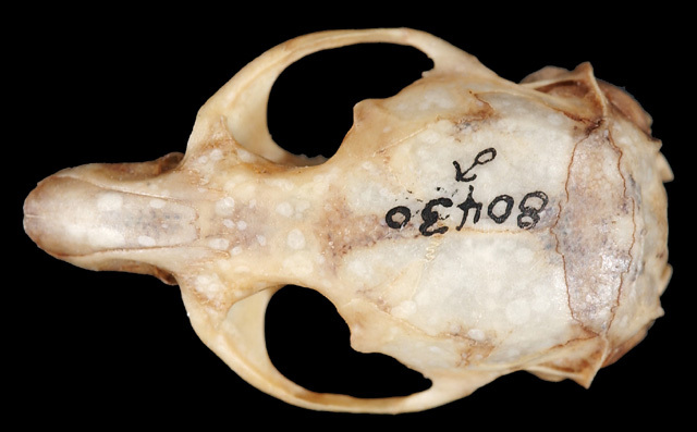 pinetorum_dorsal